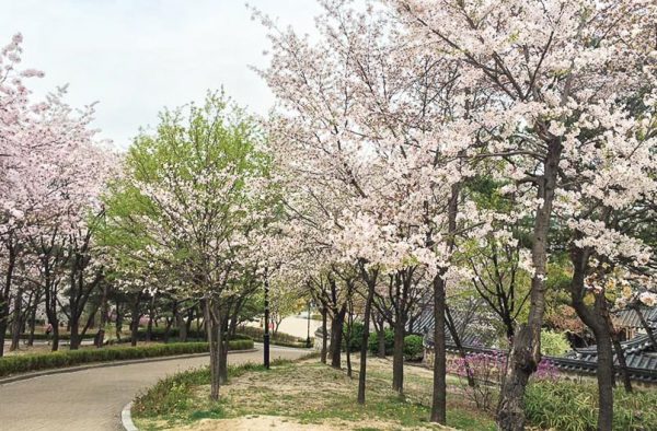 Xung quanh hòn đảo Jeju, hoa anh đào được trồng khắp mọi nơi