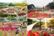 Lễ hội hoa Tulip ở Hàn Quốc