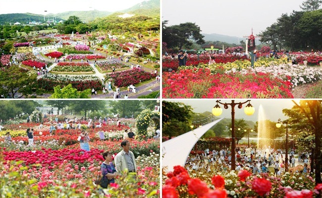 Lễ hội hoa Tulip ở Hàn Quốc