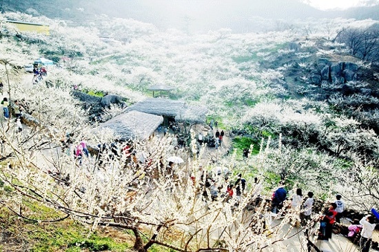 Lễ hội hoa mai quốc tế Gwangyang 