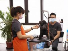 Du học nghề tại Hàn Quốc học chăm sóc thú cưng