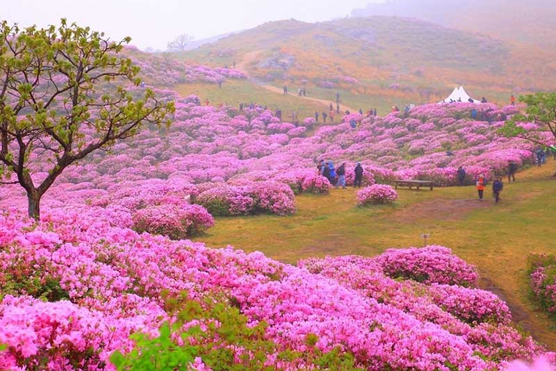 Hội hoa đỗ quyên Hàn Quốc: Khám phá sắc đỏ rực rỡ của hoa đỗ quyên trong Hội hoa tại Hàn Quốc. Chụp những bức ảnh tuyệt đẹp với dãy núi hùng vĩ làm nền. Xem những tác phẩm nghệ thuật điêu khắc từ cây hoa đỗ quyên tạo nên bất ngờ và ấn tượng.