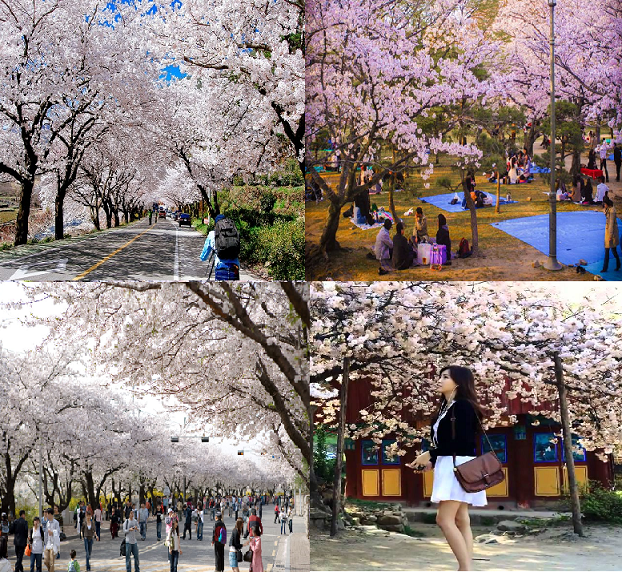 Cảnh đẹp Mùa xuân ở Hàn Quốc