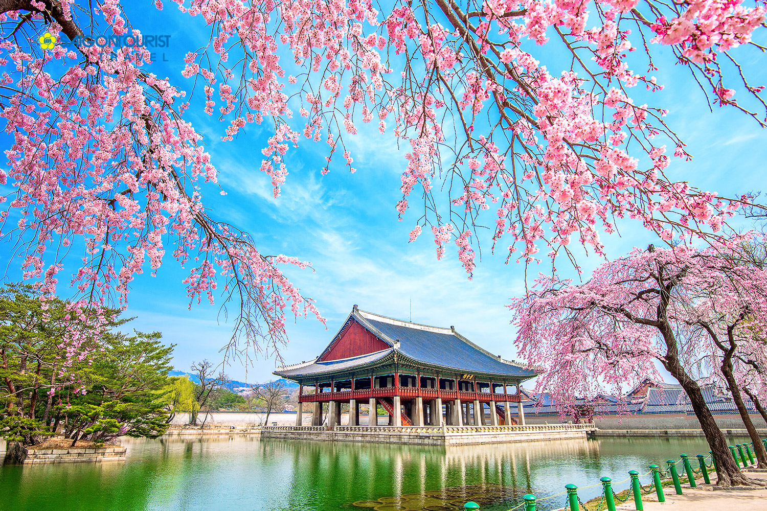 Du lịch Hàn Quốc ngắm "Cực Phẩm' hoa anh đào trong tháng 4 Korea.net.vn