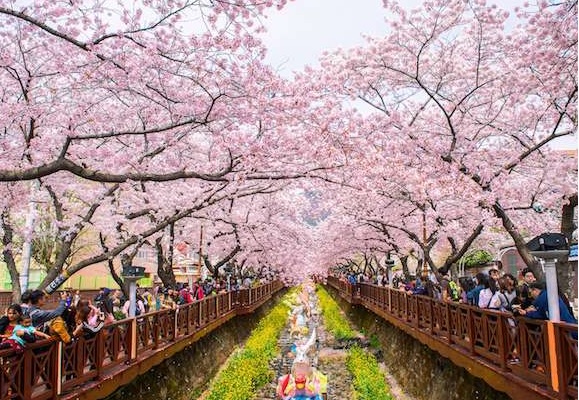Seoul nơi được trồng 18.000 gốc anh đào các loại là thiên đường để ngắm hoa
