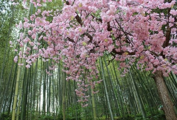 Tại Gwangju hoa anh đào được trồng xen lẫn với những cây tre, tạo nên vẻ đẹp vô cùng đặc sắc