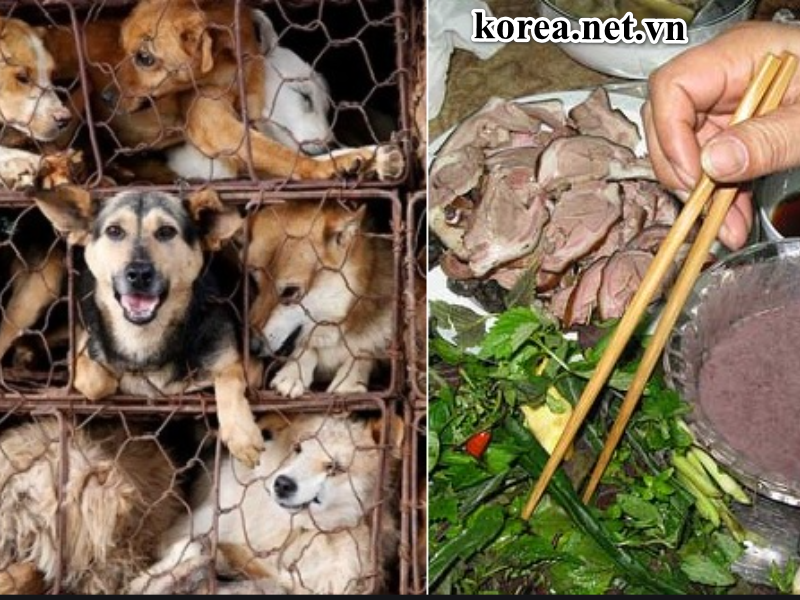 Vì sao Thịt Chó Ở Hàn Quốc nổi tiếng thế giới?