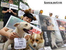 Cập nhật tình hình hot nhất về Hàn Quốc Biểu Tình Thịt Chó