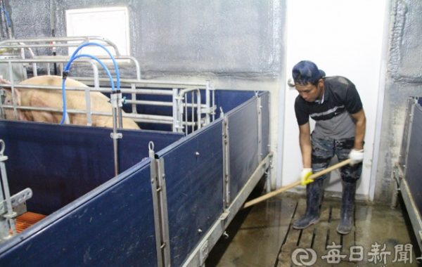 Một lao động VN làm chăn nuôi lợn ở Hàn